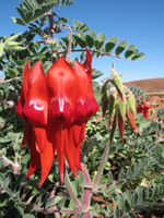 Sturts Desert Pea - a magnificent flower